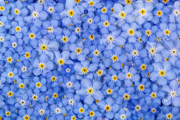 istock Background from light blue flowers of Forget-me-not (lat. Myosotis arvensis) 694343294