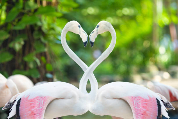 istock Two flamingos making a heart shape 694343556