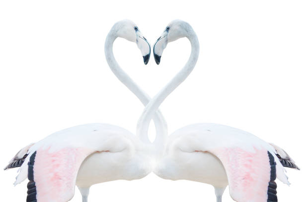 istock Two flamingos making a heart shape isolated on White background,clipping path 694343988