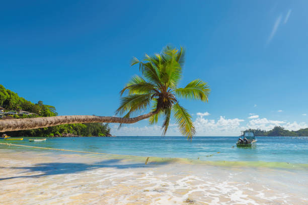 palme sul surf - us virgin islands foto e immagini stock