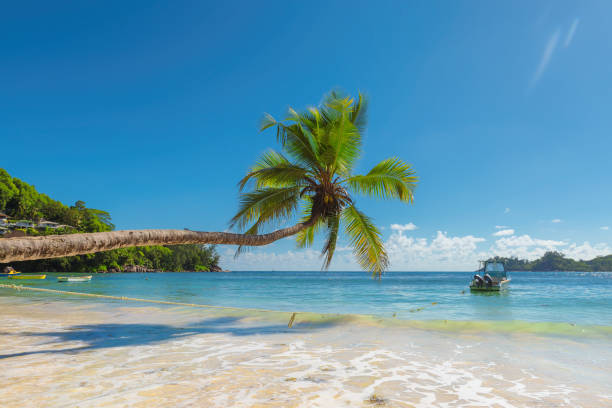 Palm trees over the surf Coconut Palm trees on the sandy beach and beautiful sea. virgin islands photos stock pictures, royalty-free photos & images
