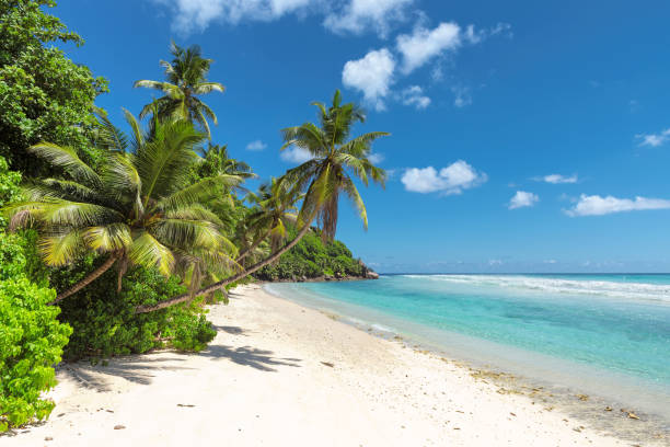 Untouched sandy beach and beautiful sea Coconut Palm trees on the sandy beach and beautiful sea. barbados stock pictures, royalty-free photos & images