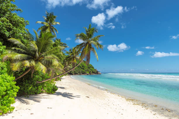 intocada praia de areia e mar - barbados - fotografias e filmes do acervo