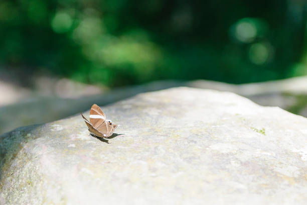 Close up of a dark blue pansy butterfly (Junonia Oenone) on a rock with a desaturated background