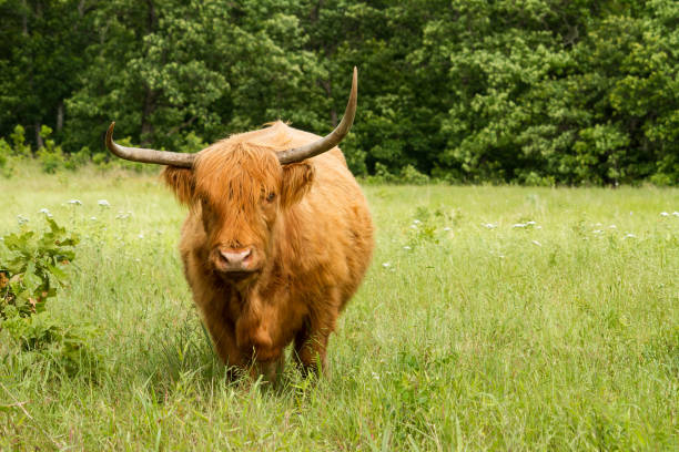 istock Standing Scottish Highland Cow 694351340
