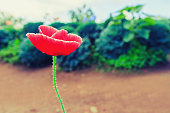 Red white poppy in the field with blurred background, sunset light.