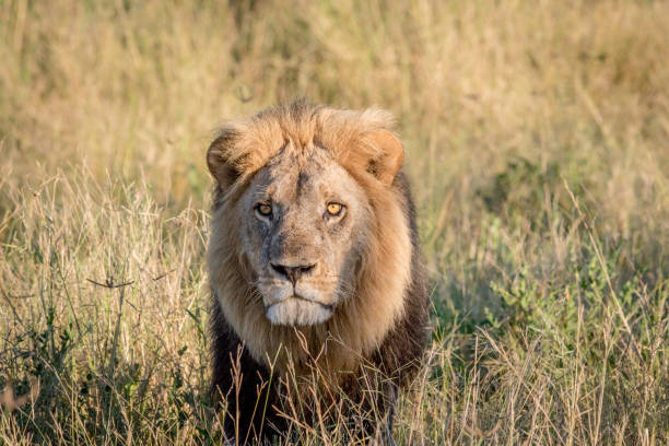 istock Male Lion in the high grass in Chobe. 694364390