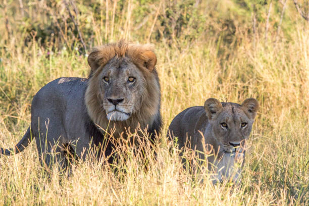 istock Lion couple in the high grass. 694364420