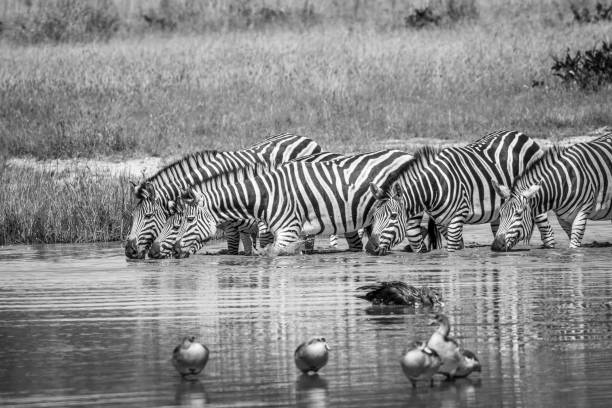 istock Group of Zebras drinking in black and white. 694364426