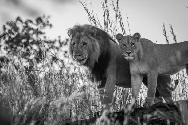 istock Lion couple standing on a rock in black and white. 694364442