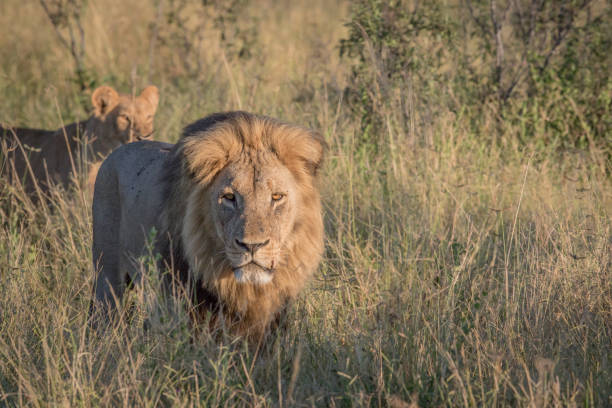 istock Male Lion in high grass in Chobe. 694364446