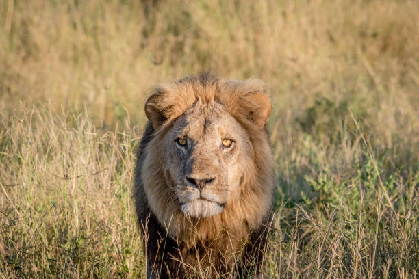 istock Male Lion in the high grass in Chobe. 694364454
