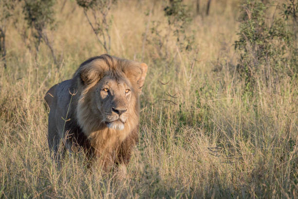 istock Male Lion in high grass in Chobe. 694364466