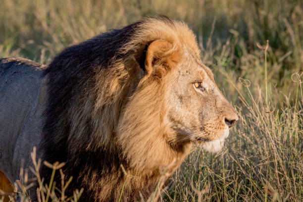 istock Side profile of a Male Lion in Chobe. 694364468