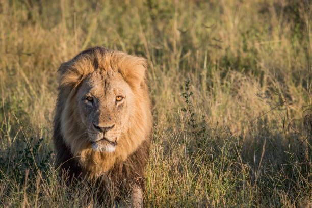 istock Male Lion in high grass in Chobe. 694364476