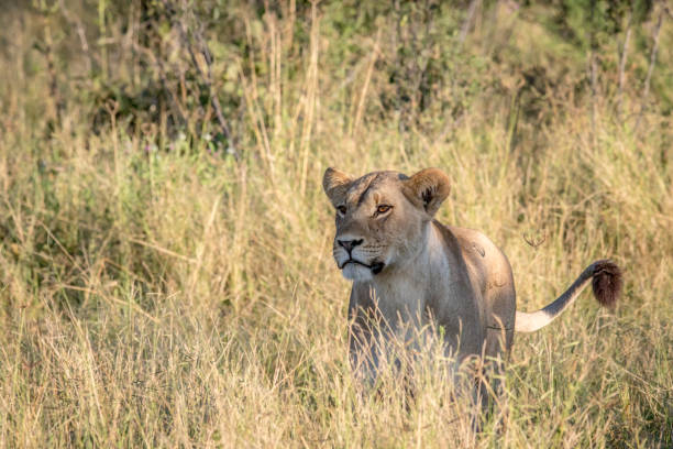 istock Lion in the high grass in Chobe. 694364486