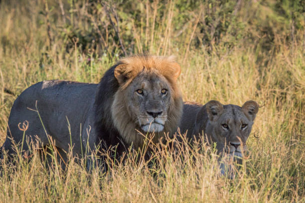 istock Lion couple in the high grass. 694364488