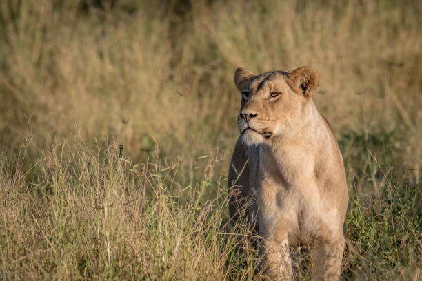 istock Lion in the high grass in Chobe. 694364492