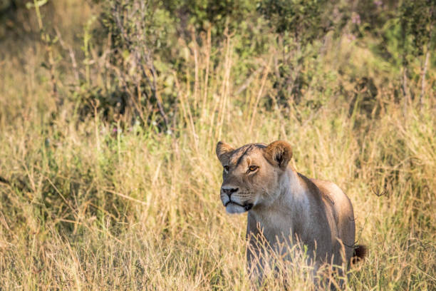 istock Lion in the high grass in Chobe. 694364494