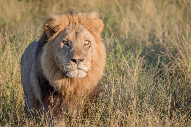 istock Male Lion in the high grass in Chobe. 694364498