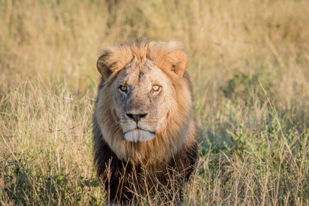 istock Male Lion in the high grass in Chobe. 694364504