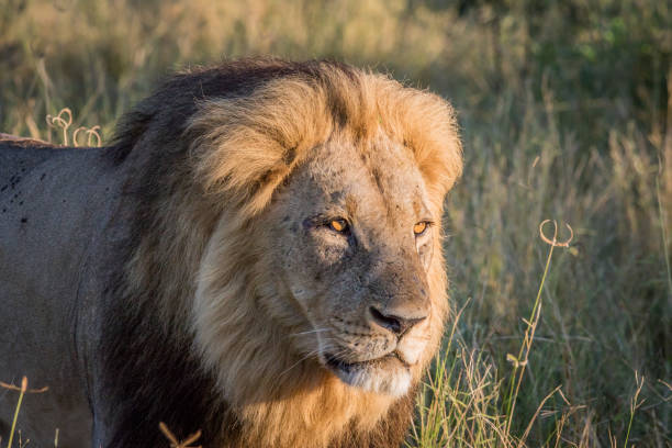 istock Side profile of a male Lion in Chobe. 694364538