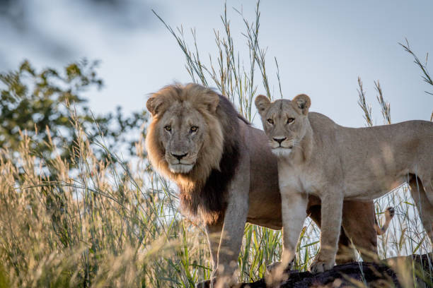 istock Lion couple standing on a rock in Chobe. 694364550