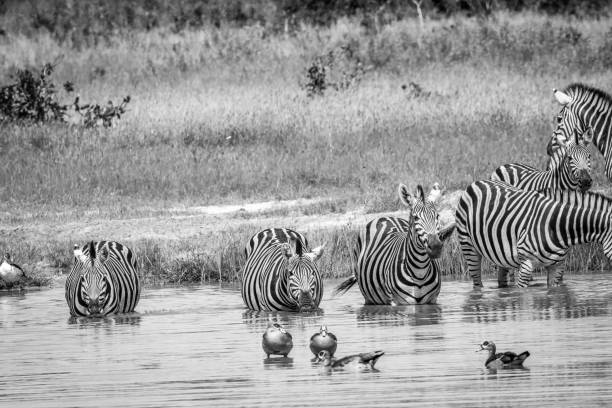 istock Group of Zebras drinking in black and white. 694364556
