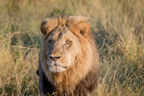istock Male Lion in the high grass in Chobe. 694364586