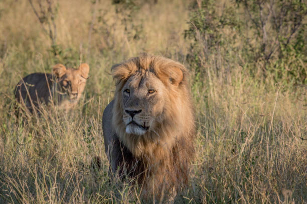 istock Male Lion in high grass in Chobe. 694364592