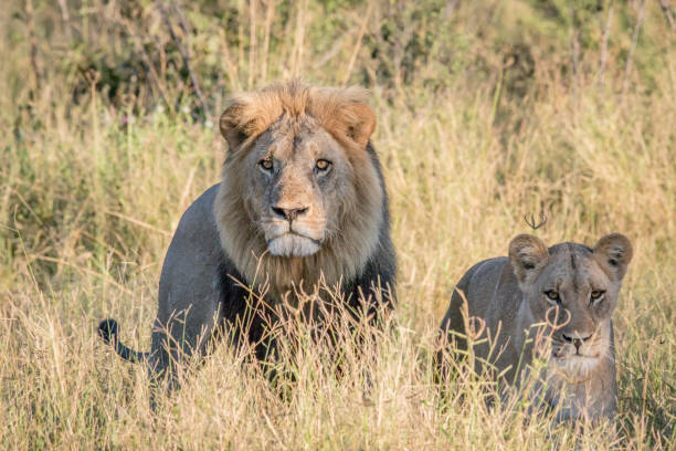 istock Lion couple in the high grass. 694364600