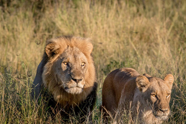 istock Lion couple in the high grass. 694364602