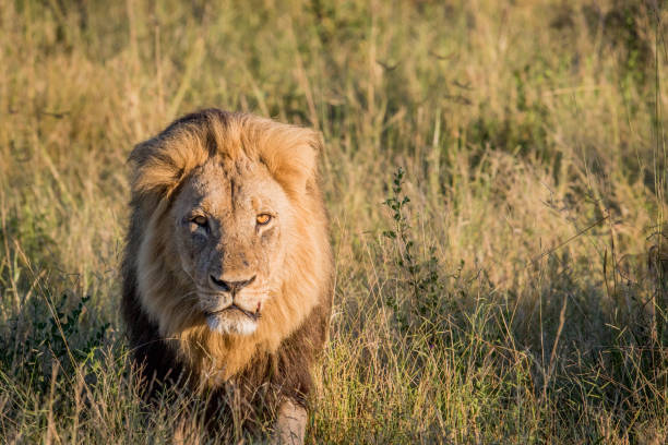 istock Male Lion in high grass in Chobe. 694364606