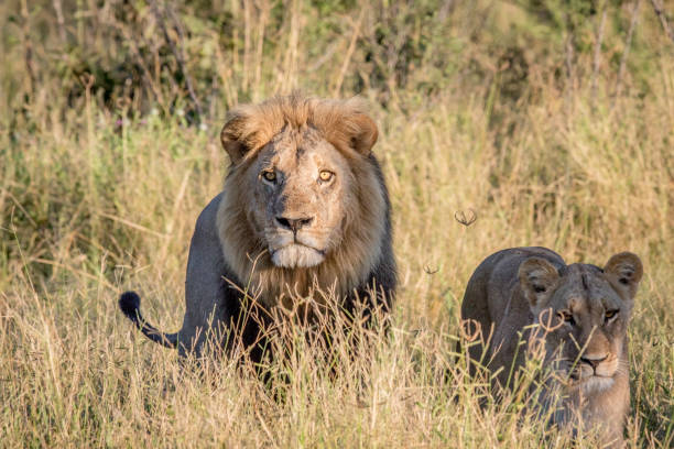 istock Lion couple in the high grass. 694364636