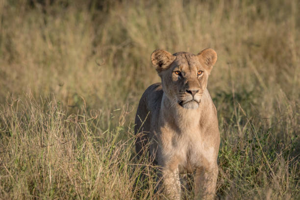 istock Lion in the high grass in Chobe. 694364652