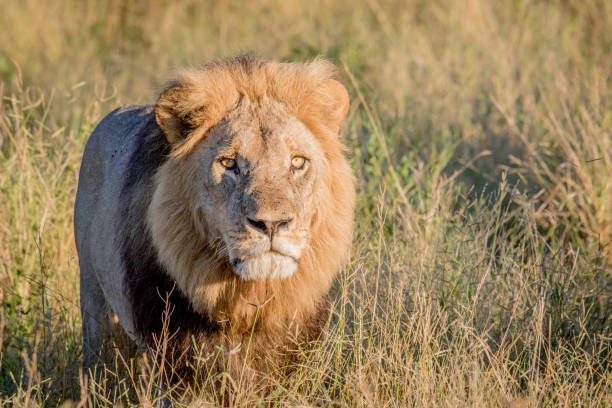 istock Male Lion in the high grass in Chobe. 694364654