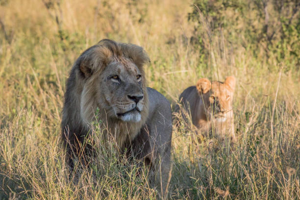 istock Male Lion in high grass in Chobe. 694364656