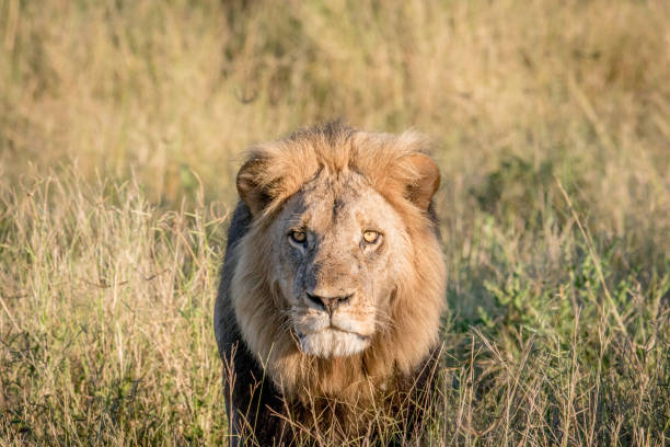 istock Male Lion in the high grass in Chobe. 694364694