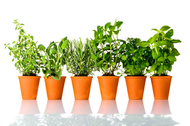 istock Fresh Culinary Herbs Growing in Pots on White Background 694367282