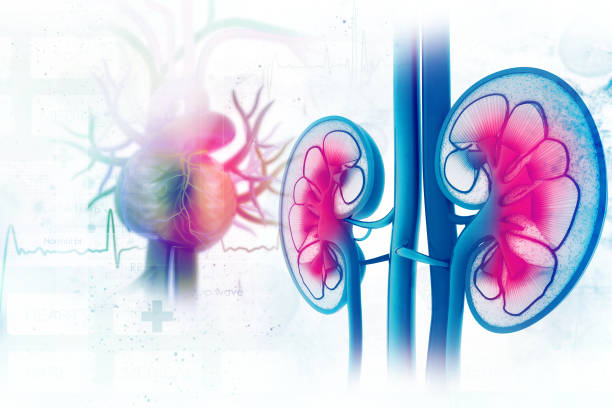 Human kidney cross section stock photo
