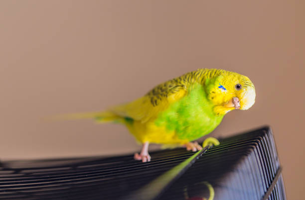 istock Green and yellow cute budgerigar, parakeet 694371666