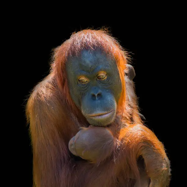 Photo of Portrait of Asian orangutan and baby on black background