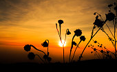 Flowers on the sunset background