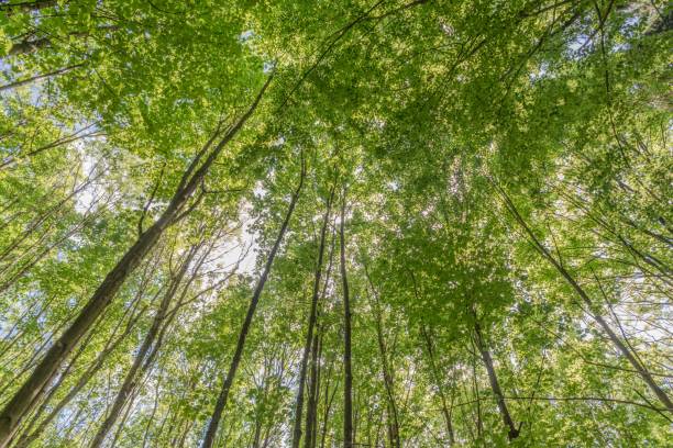 istock Young deciduous forest in springtime with sun shining through the green leaves 694375126
