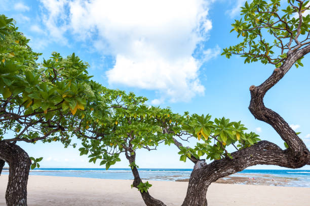 istock Crooked trees at Beach in Bali 694375592