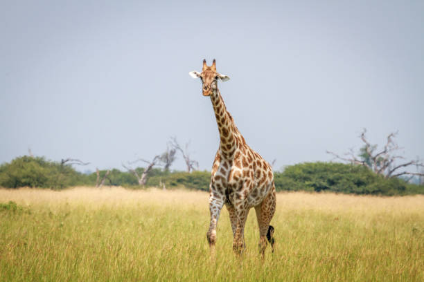 istock Giraffe walking in the grass in Chobe. 694376558
