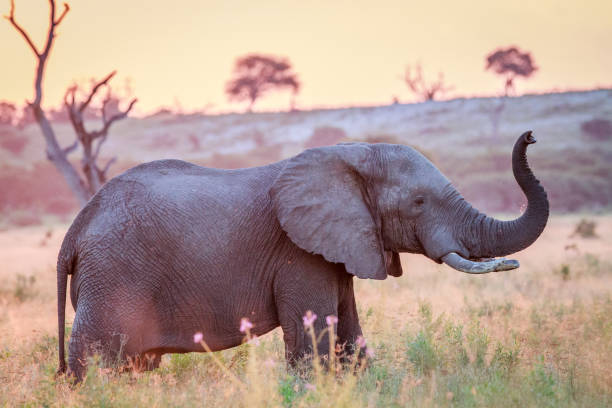 istock Elephant at sun down in the high grass. 694376566