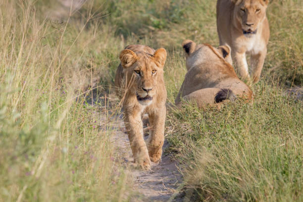 istock Young Lion walking towards the camera. 694376568