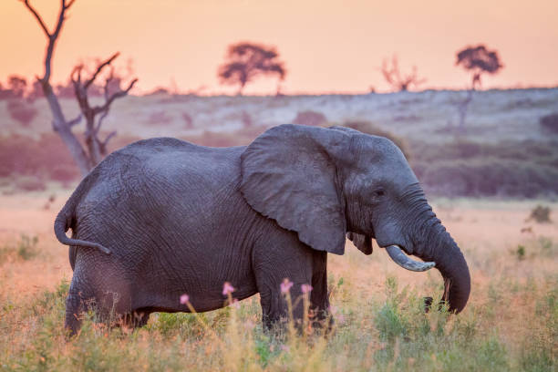 istock Elephant at sun down in the high grass. 694376574