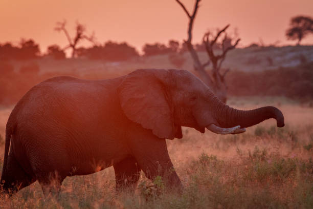 istock Elephant at sun down in the high grass. 694376594